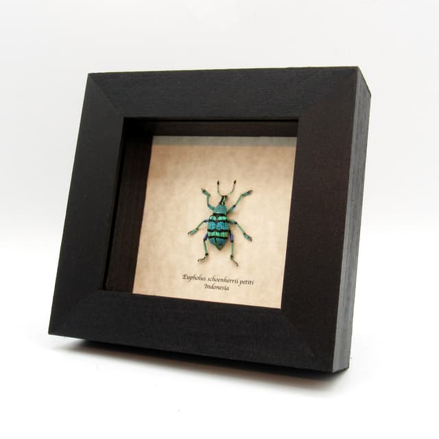 Real glitter Weevil framed beetle taxidermy - Eupholus schoenherrii petiti - blue form