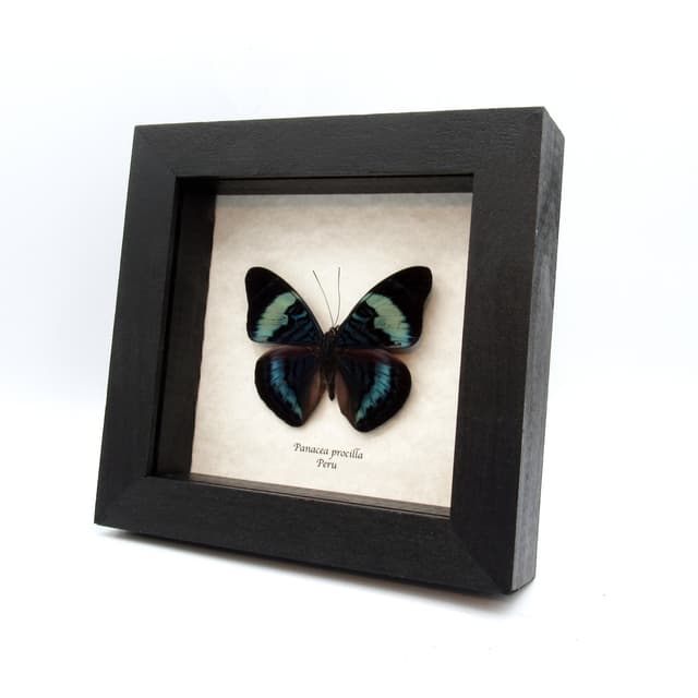 Real blue Procilla Beauty butterfly framed taxidermy - Panacea procilla