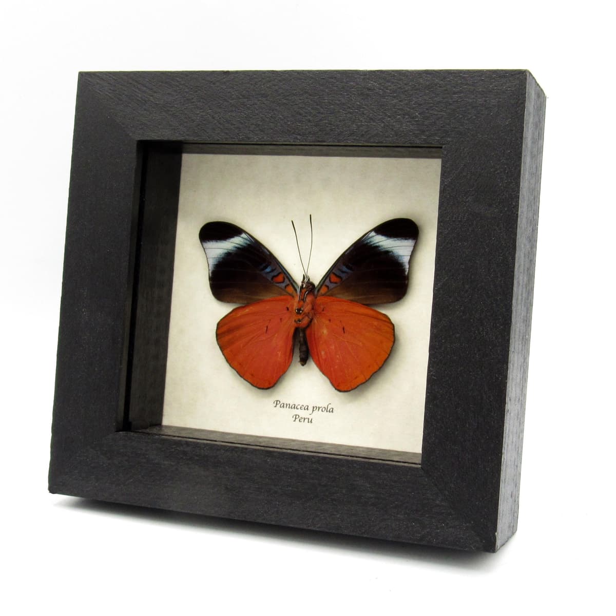 Real red framed taxidermy butterfly - Panacea prola