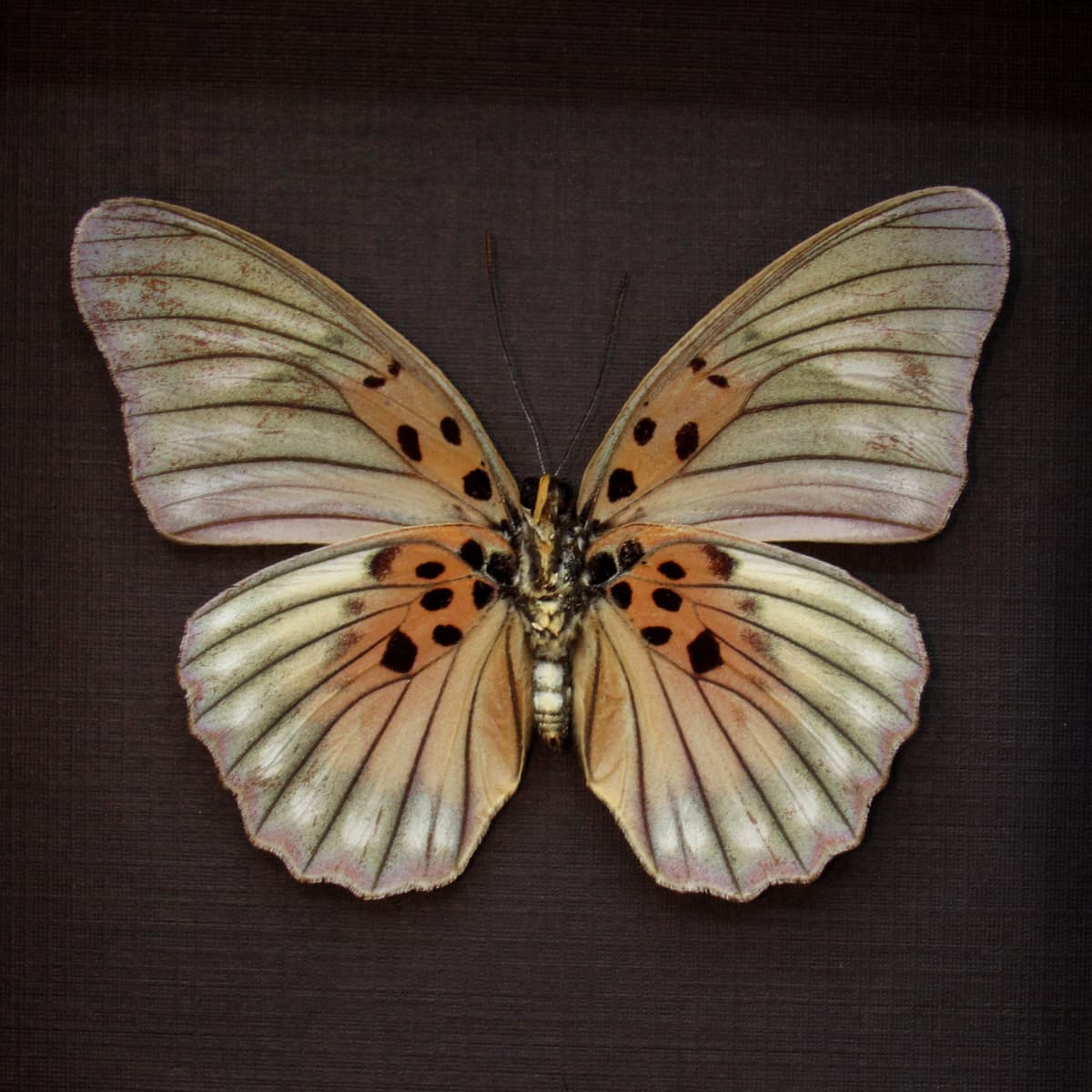 Real Forester butterfly framed taxidermy - Euphaedra edwardsii - large female