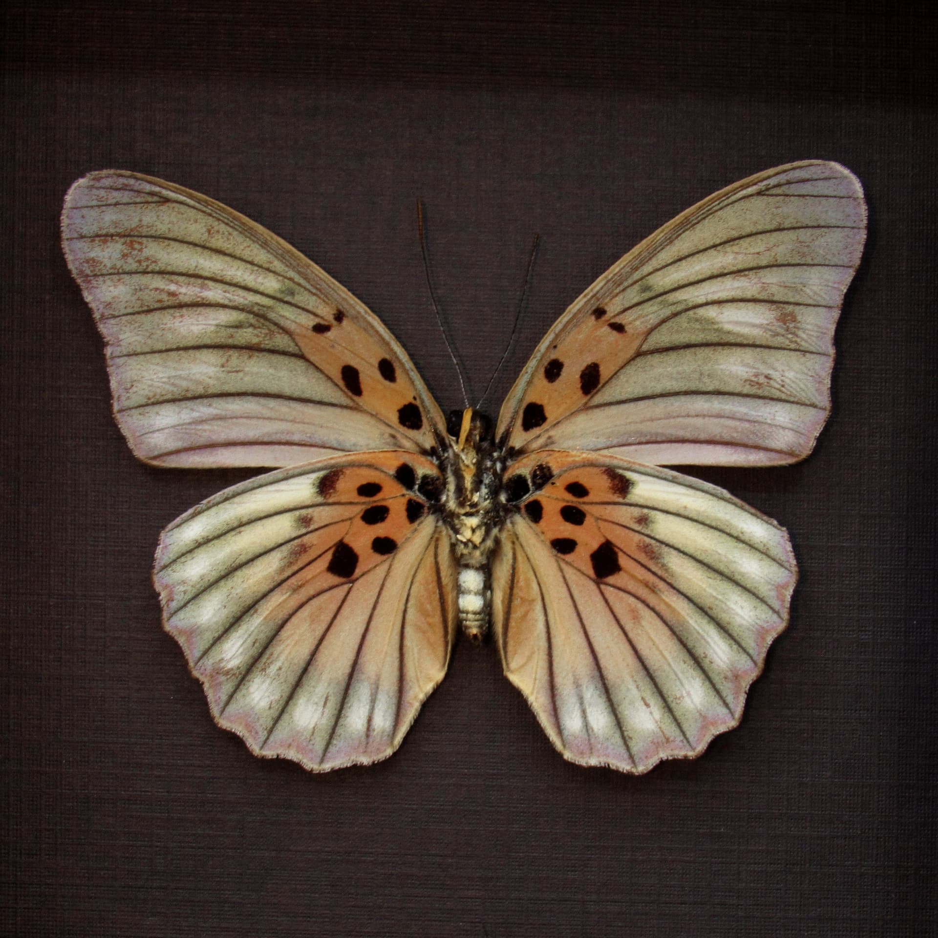 Real Forester butterfly framed taxidermy - Euphaedra edwardsii - large female