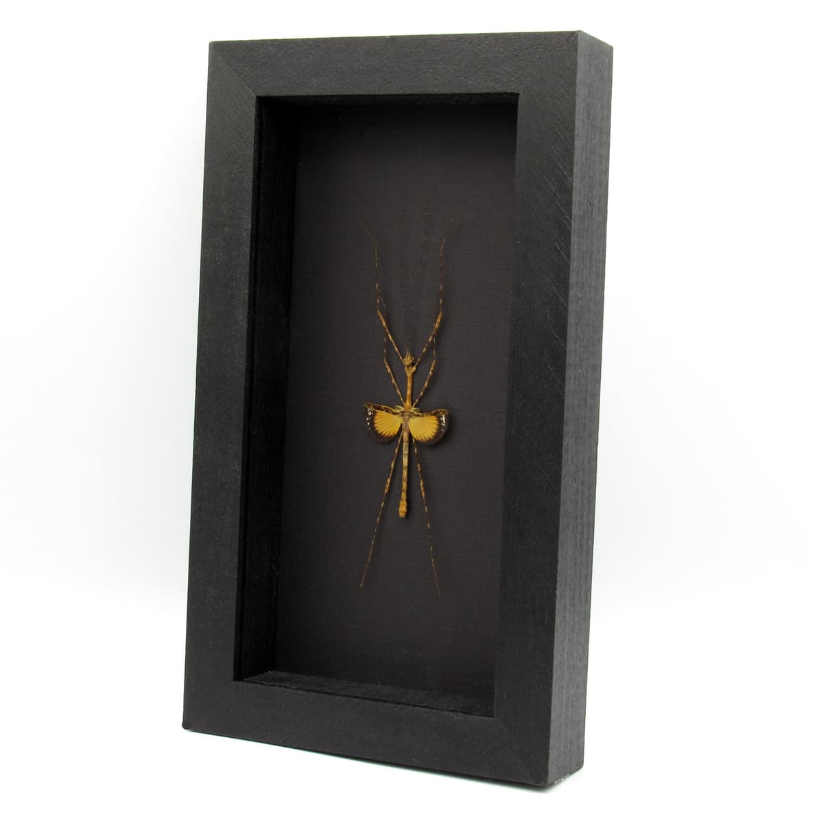 Real Javanese Lichen Stick Insect framed taxidermy - Pseudodiacantha macklottii - female