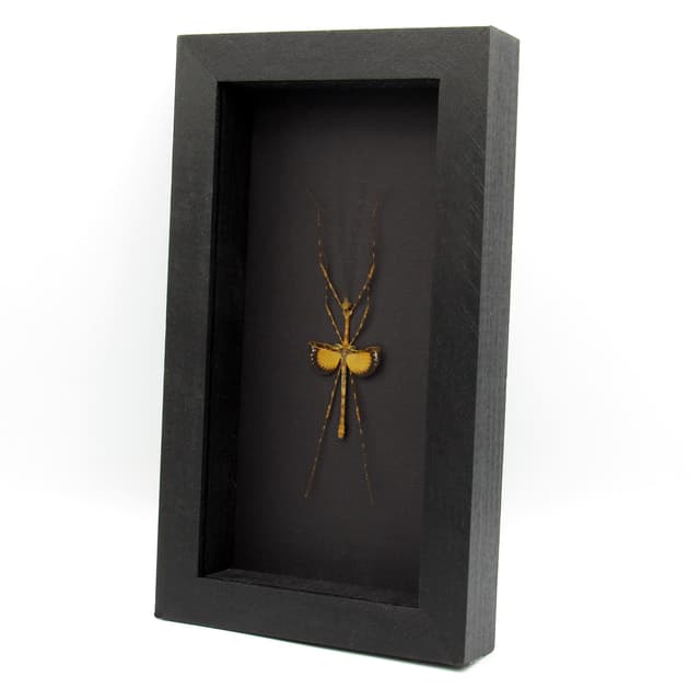 Real Javanese Lichen Stick Insect framed taxidermy - Pseudodiacantha macklottii - female