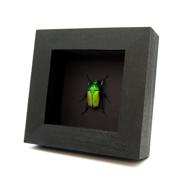 Real African flower beetle framed taxidermy - Cyprolais viridipyga