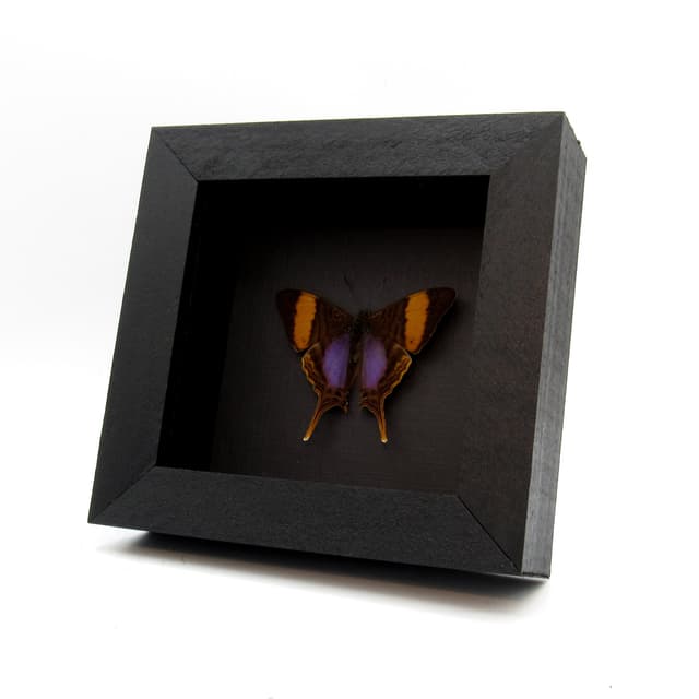 Real purple butterfly framed taxidermy - Marpesia corinna - Victorian mount
