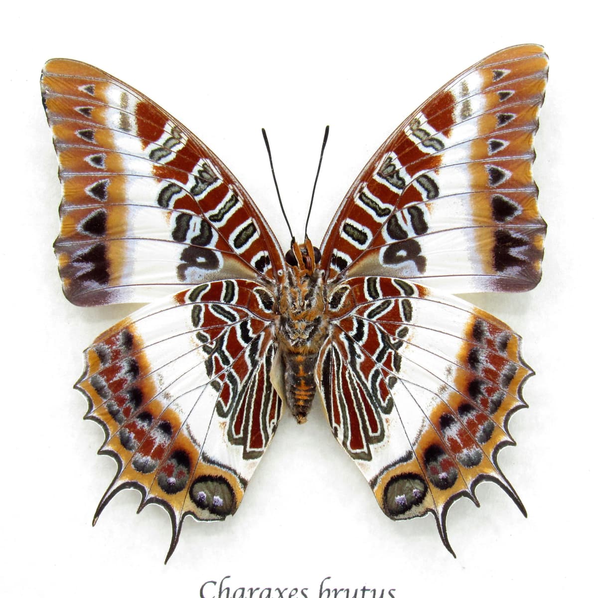 Real White-barred Emperor butterfly framed taxidermy - Charaxes brutus - large female