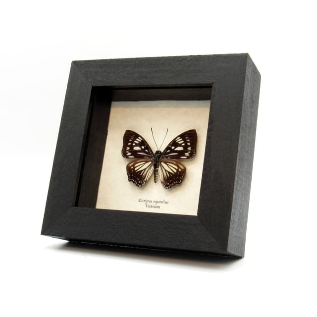 Real framed taxidermy butterfly - Euripus nyctelius