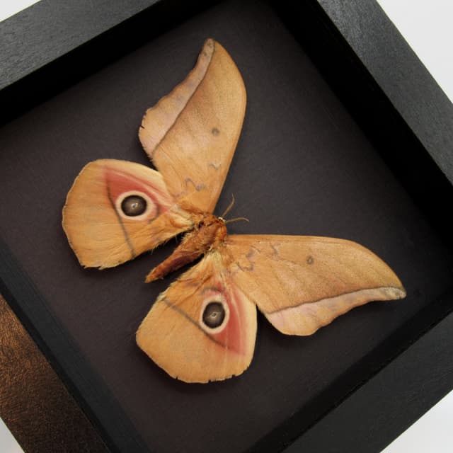 Real Giant Saturn moth framed taxidermy - Pseudobunaea species