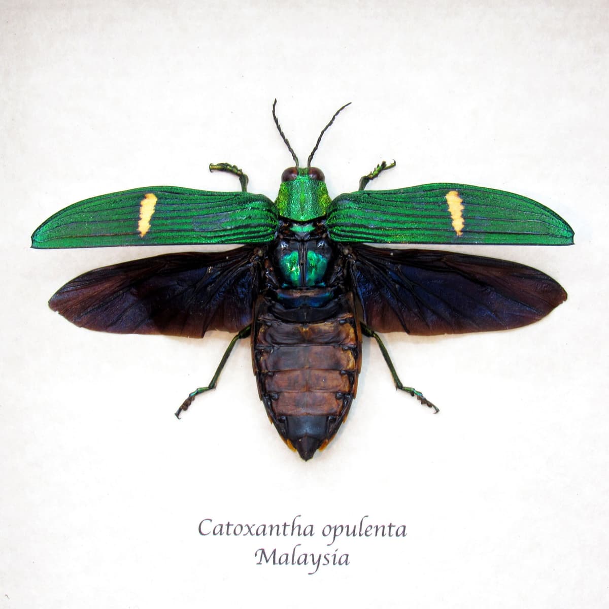 Real large metallic Jewel beetle framed taxidermy - Catoxantha opulenta