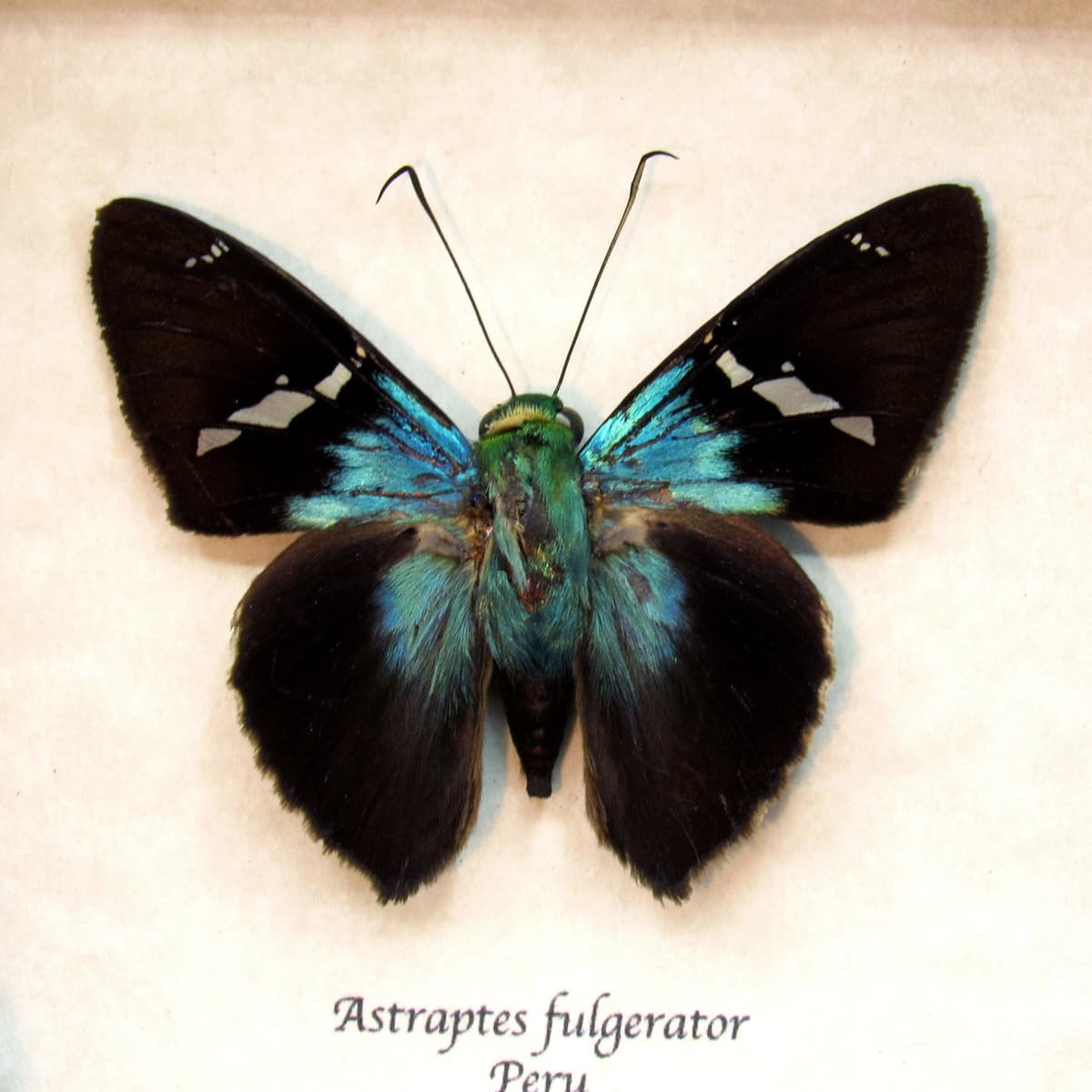 Real metallic Two-barbed Flasher butterfly framed taxidermy - Astraptes fulgerator