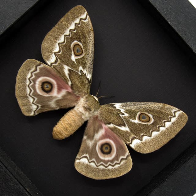 Real Zigzag Emperor moth framed taxidermy - Gonimbrasia tyrrhea - XL female