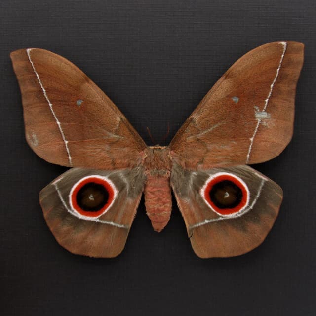 Massive real Emperor moth framed taxidermy - Nudaurelia eblis - female