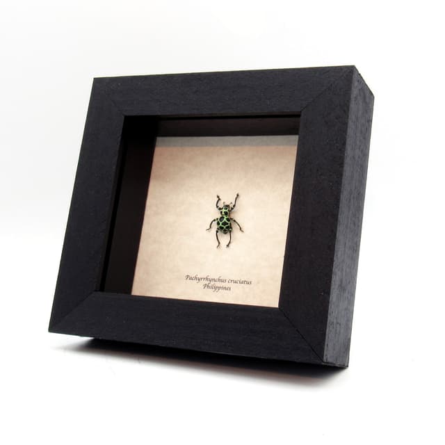 WEEVIL MANIA - Real green beetle framed - Pachyrhynchus cruciatus
