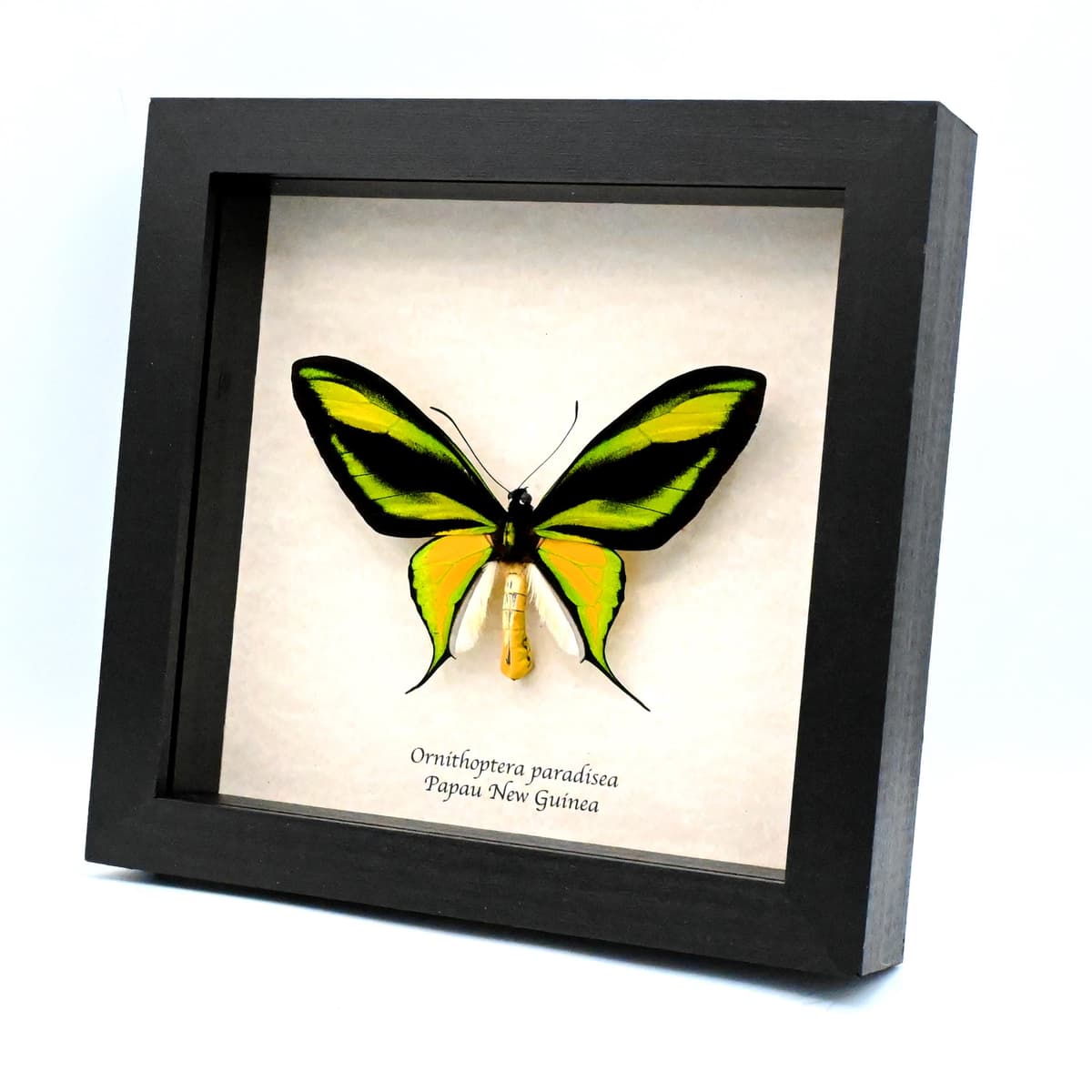 Very rare Paradise Birdwing butterfly specimen - Ornithoptera paradisea - XL specimen