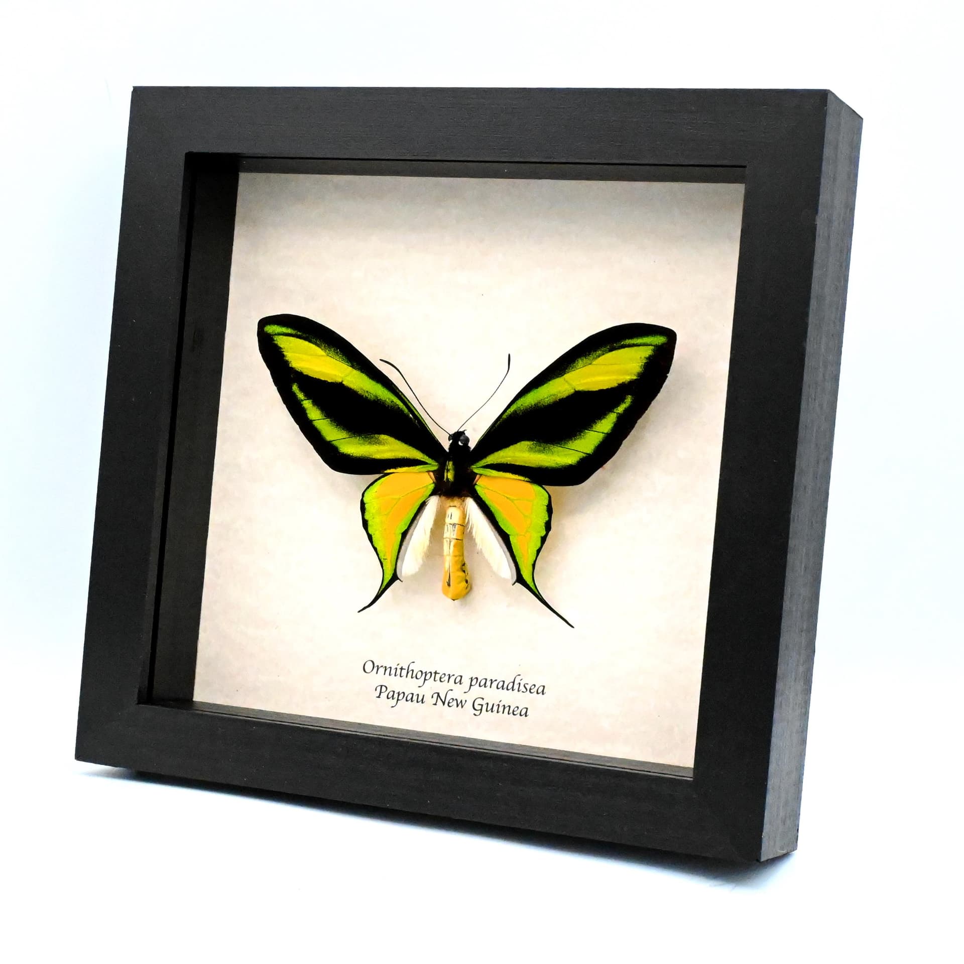 Very rare Paradise Birdwing butterfly specimen - Ornithoptera paradisea - XL specimen