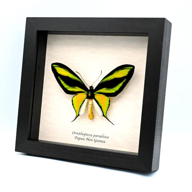 Very rare Paradise Birdwing butterfly specimen - Ornithoptera paradisea - XL specimen