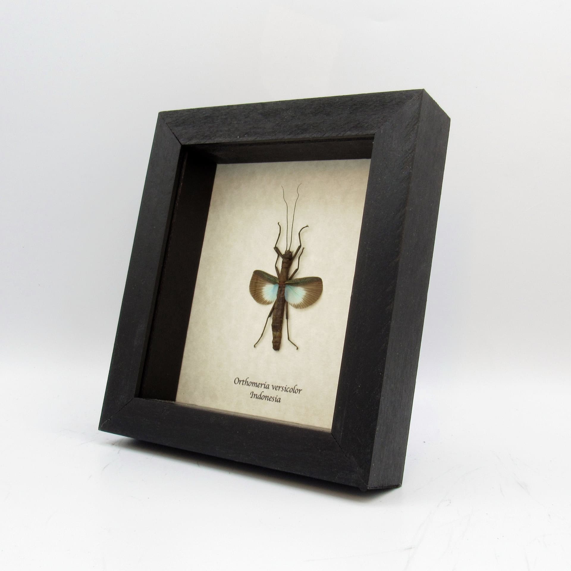 Real blue stick bug framed taxidermy - Orthomeria versicolor