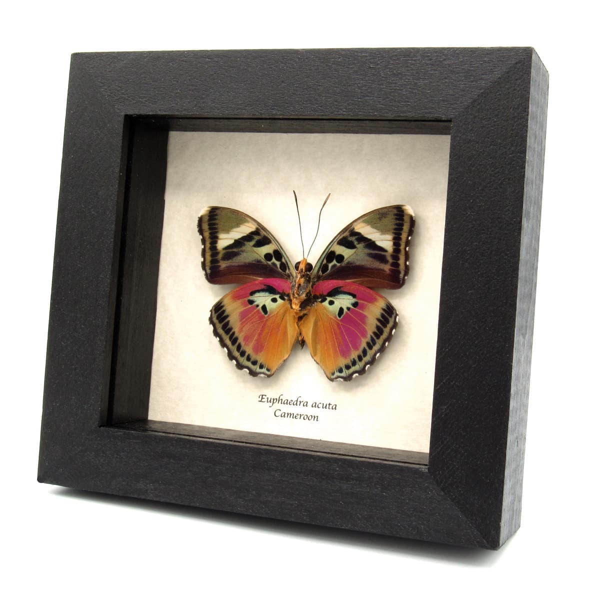Real Pink forester butterfly framed taxidermy - Euphaedra acuta