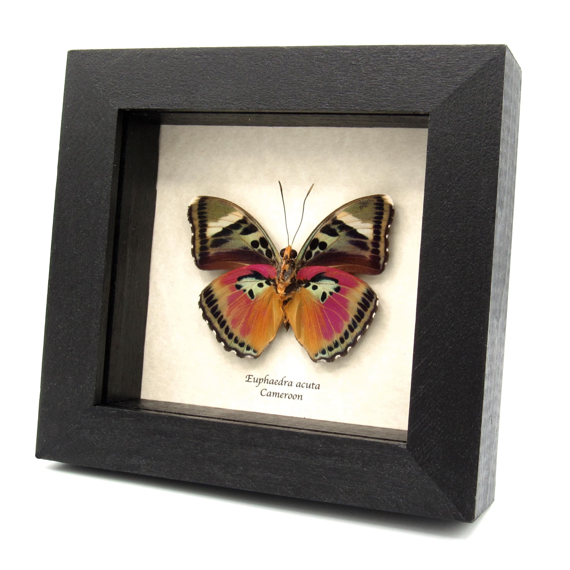 Real Pink forester butterfly framed taxidermy - Euphaedra acuta