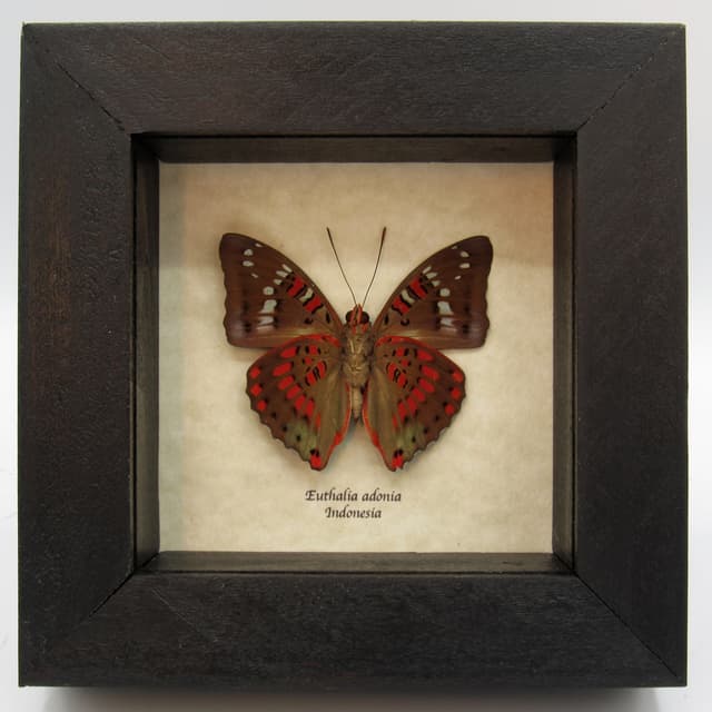 Real red butterfly framed taxidermy - Euthalia adonia