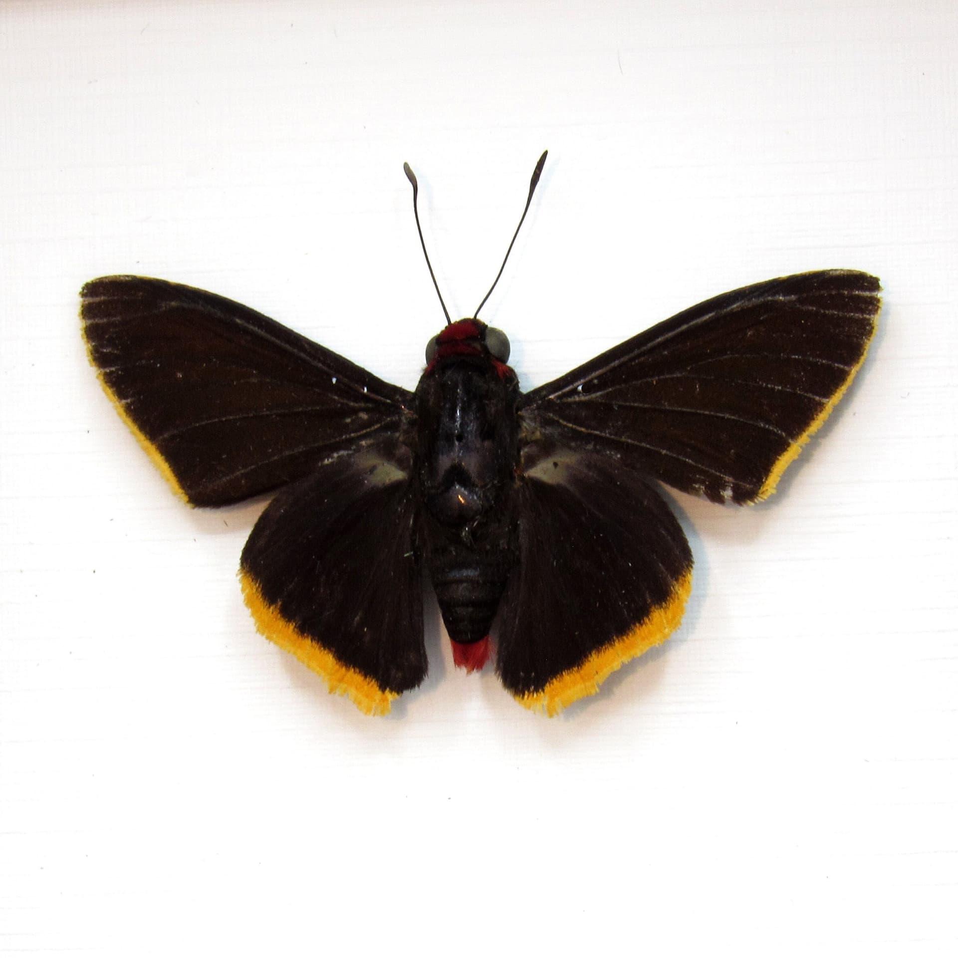Real Red Firetip Skipper butterfly framed taxidermy - Pyrrhopyge amyclas