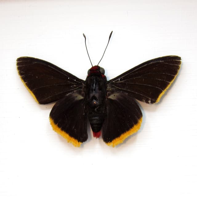 Real Red Firetip Skipper butterfly framed taxidermy - Pyrrhopyge amyclas