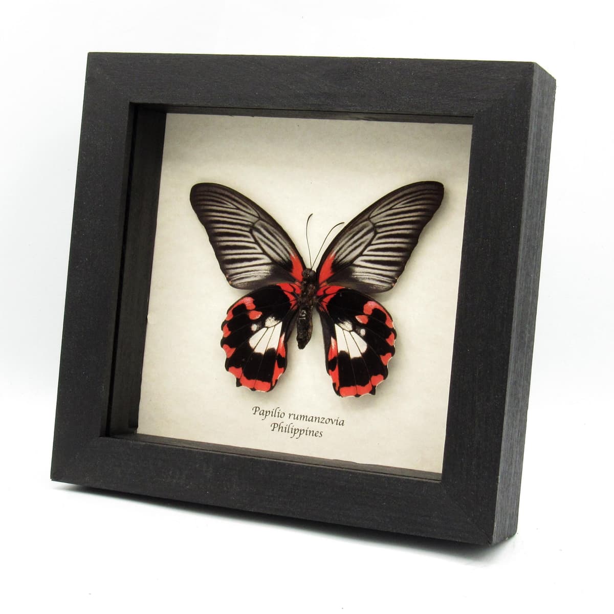 Large red butterfly framed taxidermy - Papilio rumanzovia - female