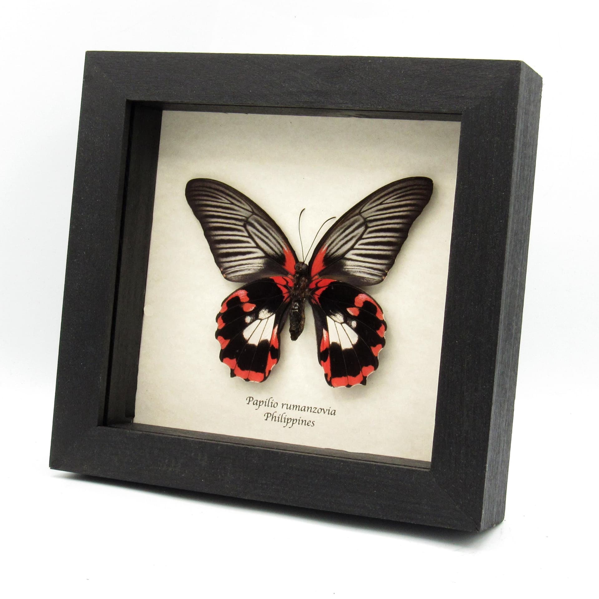 Large red butterfly framed taxidermy - Papilio rumanzovia - female