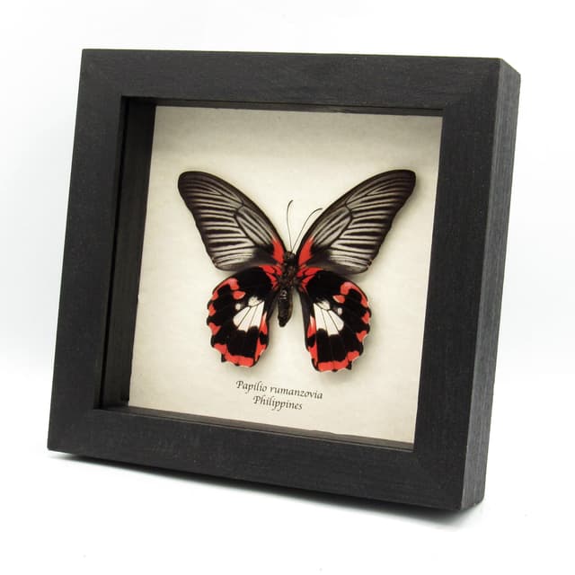 Large red butterfly framed taxidermy - Papilio rumanzovia - female