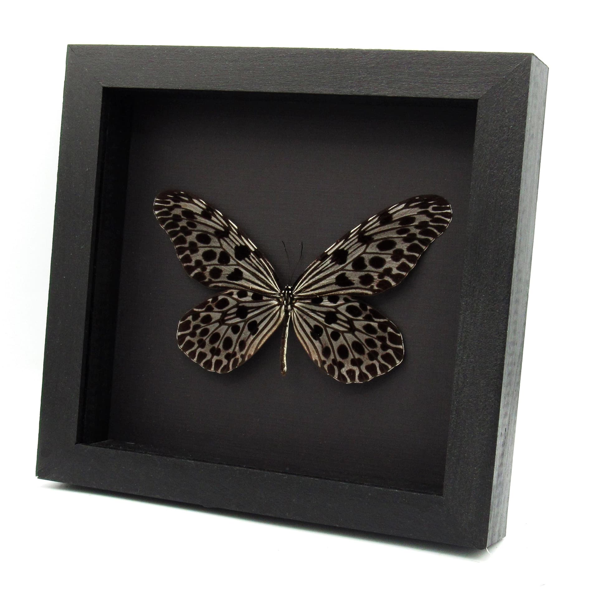 Real silver Tree Nymph butterfly framed - Idea lynceus