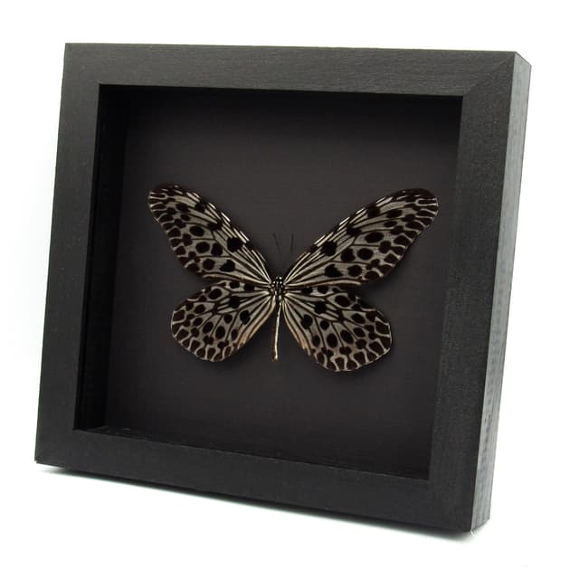 Real silver Tree Nymph butterfly framed - Idea lynceus