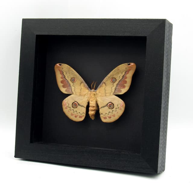 Rare Mexican Silk moth framed taxidermy - Copaxa lavendera - female