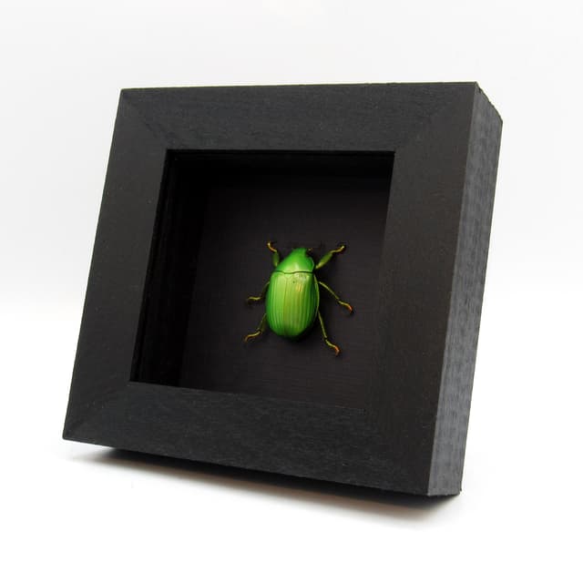 Real green Jewel Scarab beetle framed taxidermy - Chrysina alphabarrerai