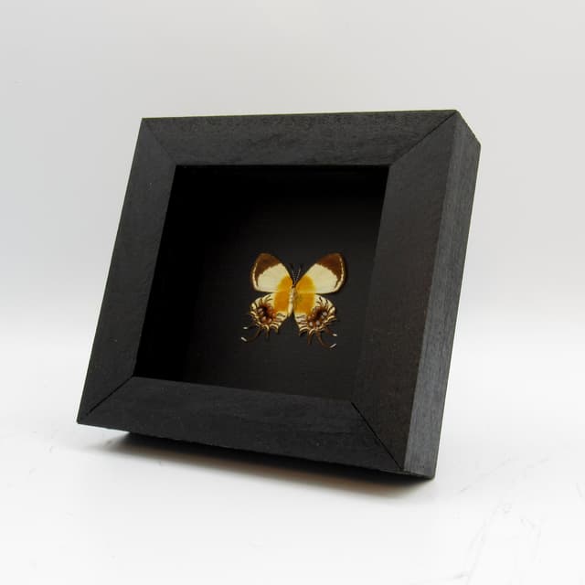 Rare Metalmark butterfly framed taxidermy - Helicopis gnidus - female