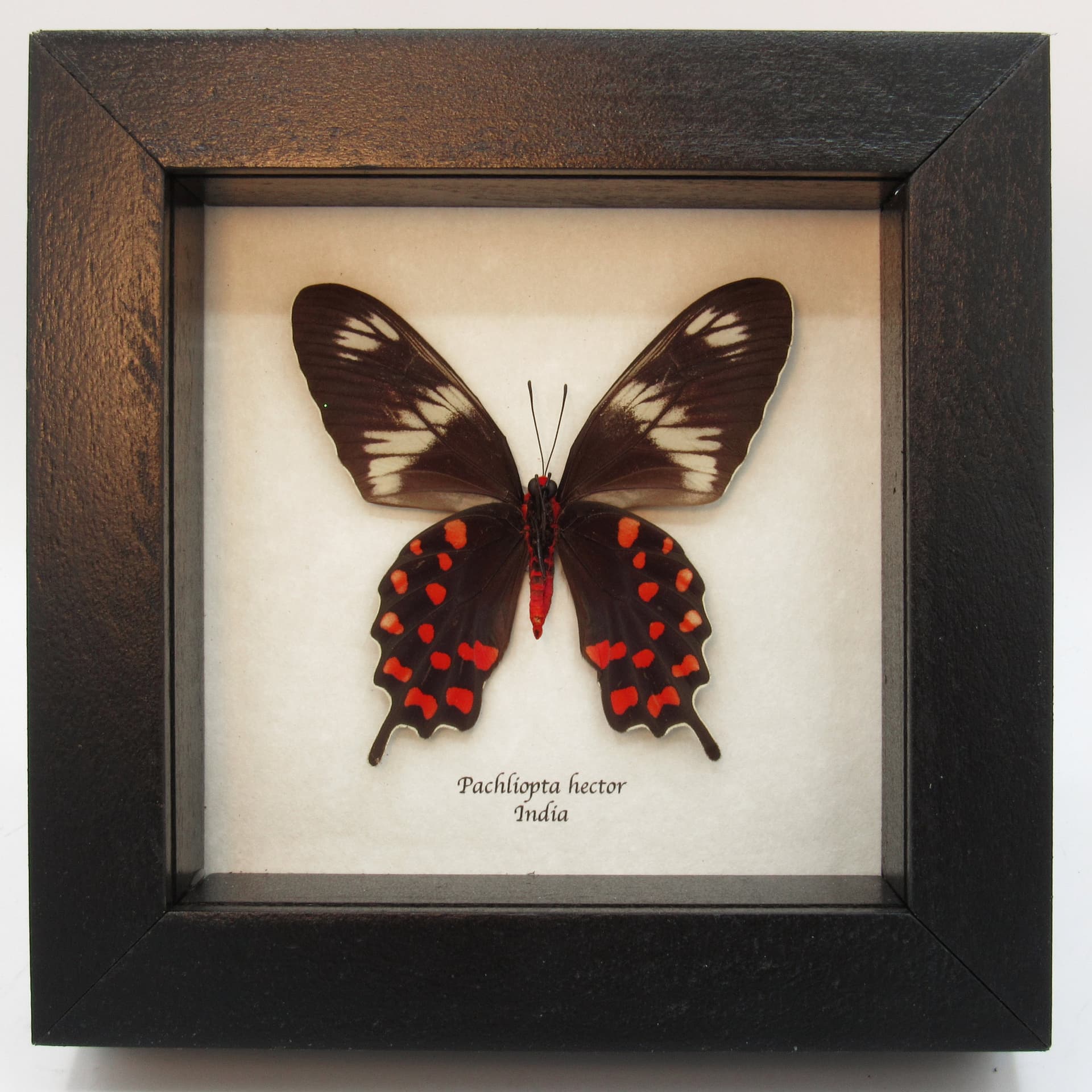 Rare red butterfly framed taxidermy - Pachliopta hector (female)