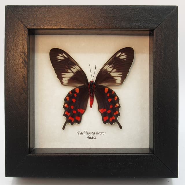 Rare red butterfly framed taxidermy - Pachliopta hector (female)