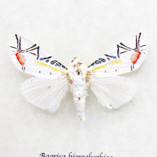 Rare metallic Picasso moth framed taxidermy - Baorisa hieroglyphica - missing antenna
