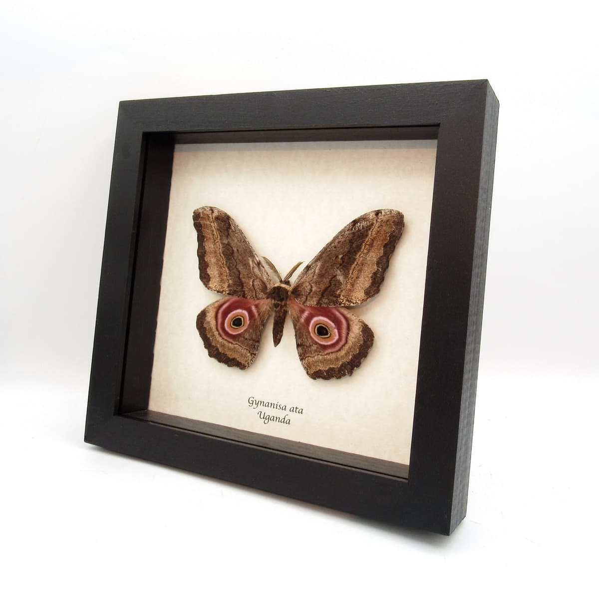 Real Giant Emperor moth framed taxidermy - Gynanisa ata