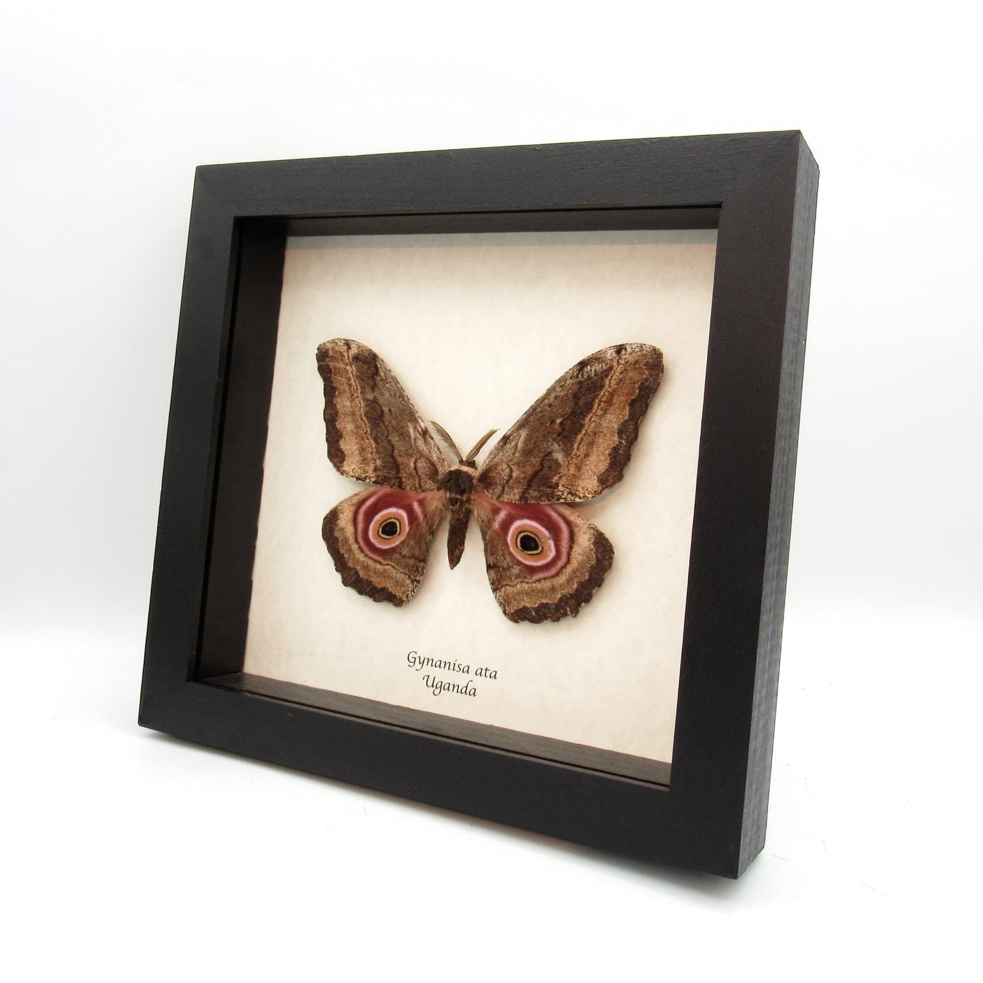 Real Giant Emperor moth framed taxidermy - Gynanisa ata