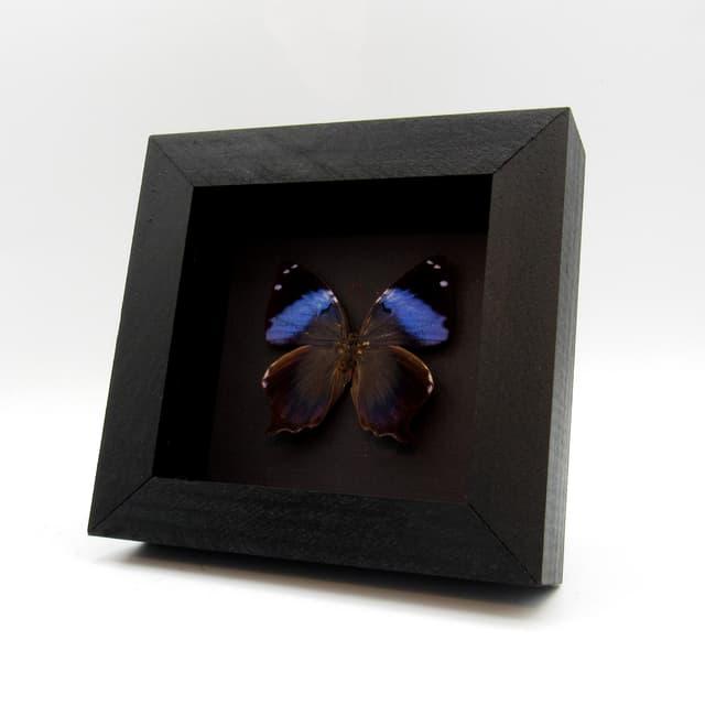 Real blue butterfly framed taxidermy - Prothoe franck