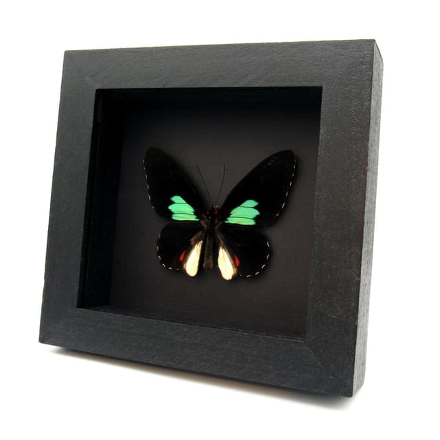 Real Cattleheart butterfly framed taxidermy - Parides Sesostris