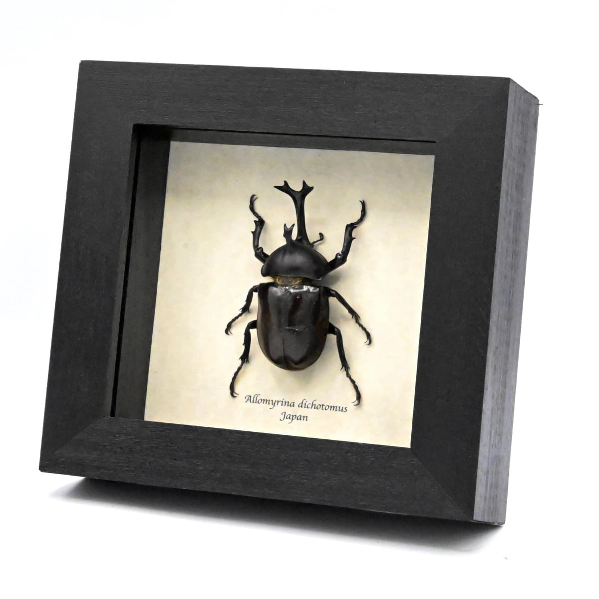 Real Japanese Rhinoceros beetle framed taxidermy - Allomyrina dichotomus