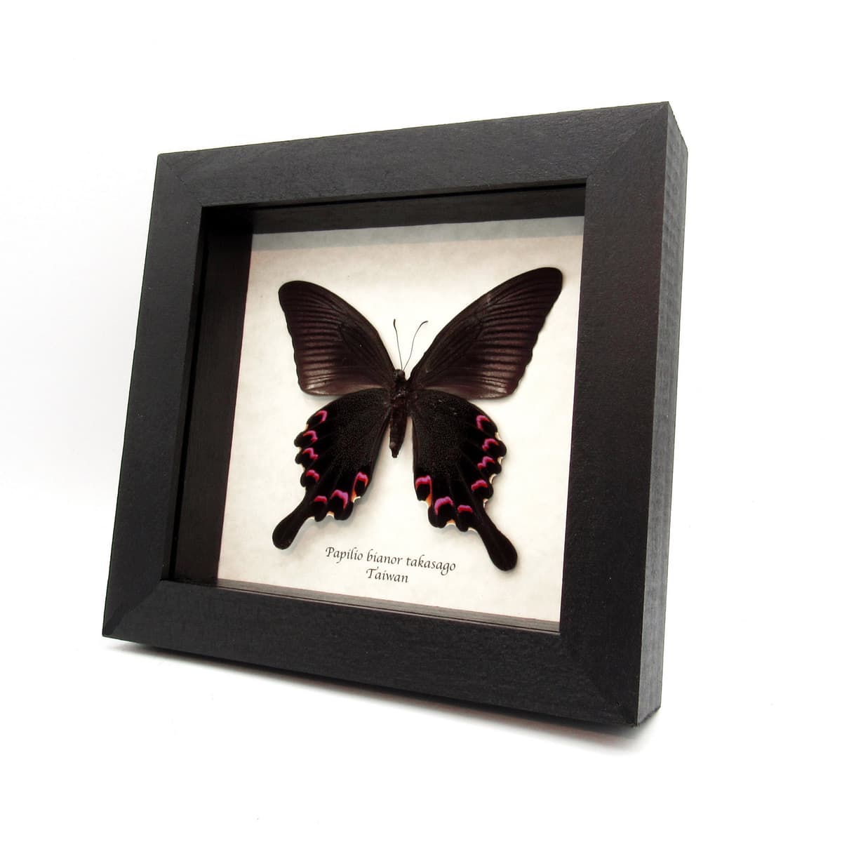 Real purple Peacock Swallowtail butterfly framed taxidermy - Papilio bianor takasago