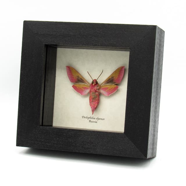 Real pink Elephant Hawk moth framed taxidermy - Deilephilia elpenor