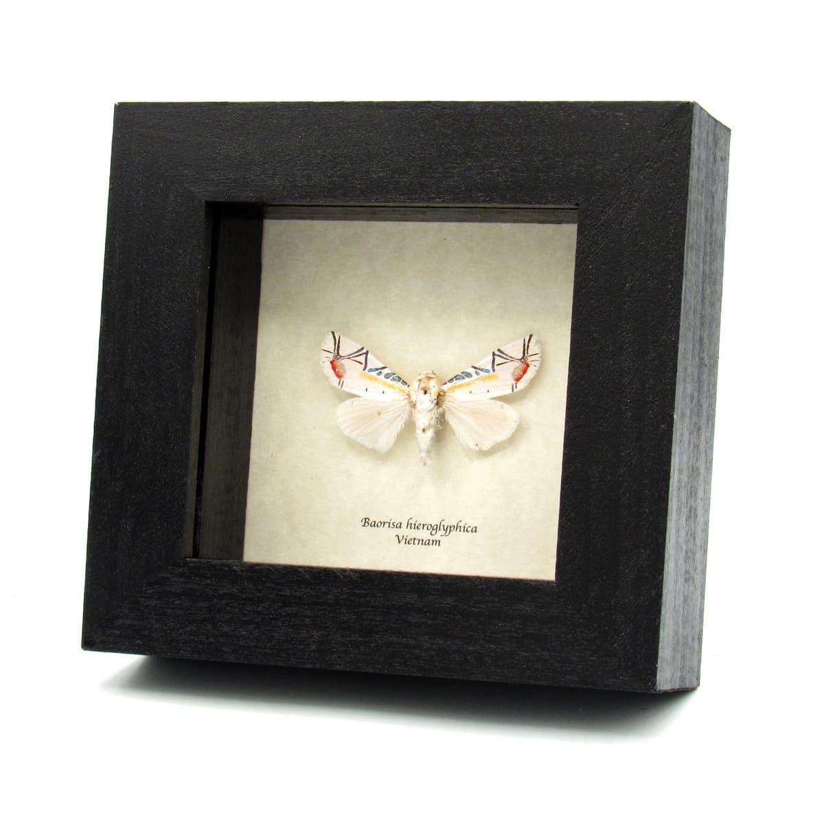 Rare metallic Picasso moth framed taxidermy - Baorisa hieroglyphica - missing antenna