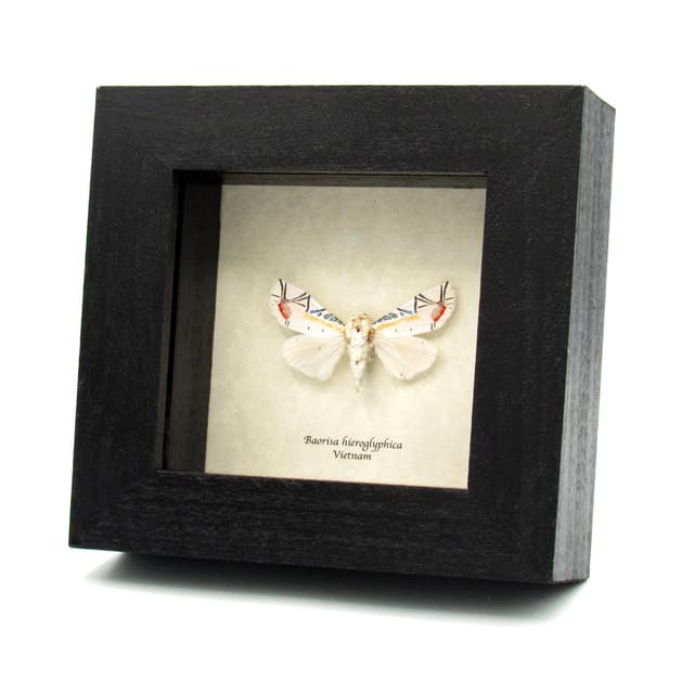 Rare metallic Picasso moth framed taxidermy - Baorisa hieroglyphica - missing antenna