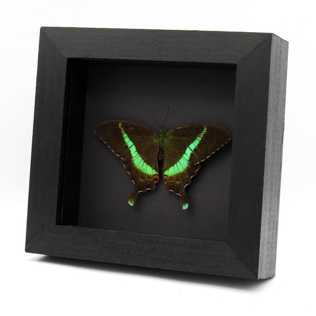 Rare green Banded Peacock Swallowtail butterfly framed specimen - Papilio crino - Victorian mount