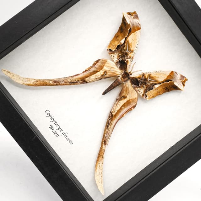 Rare Giant Saturn moth framed taxidermy - Copiopteryx derceto