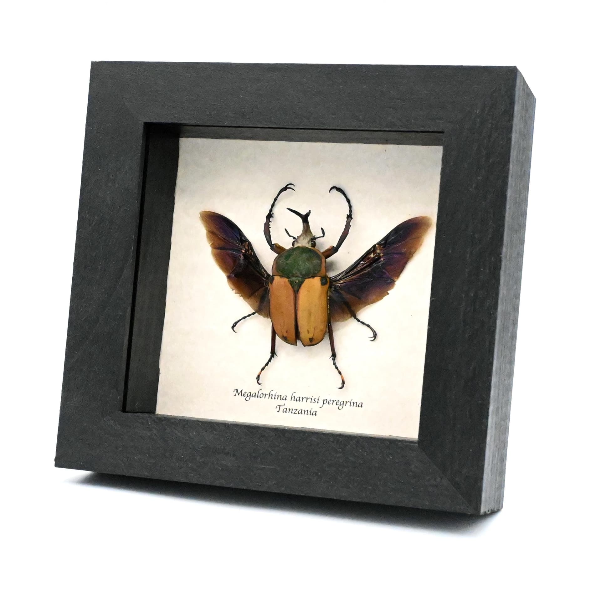 Real Longhorn flower beetle framed taxidermy - Megalorhina harrisi peregrina