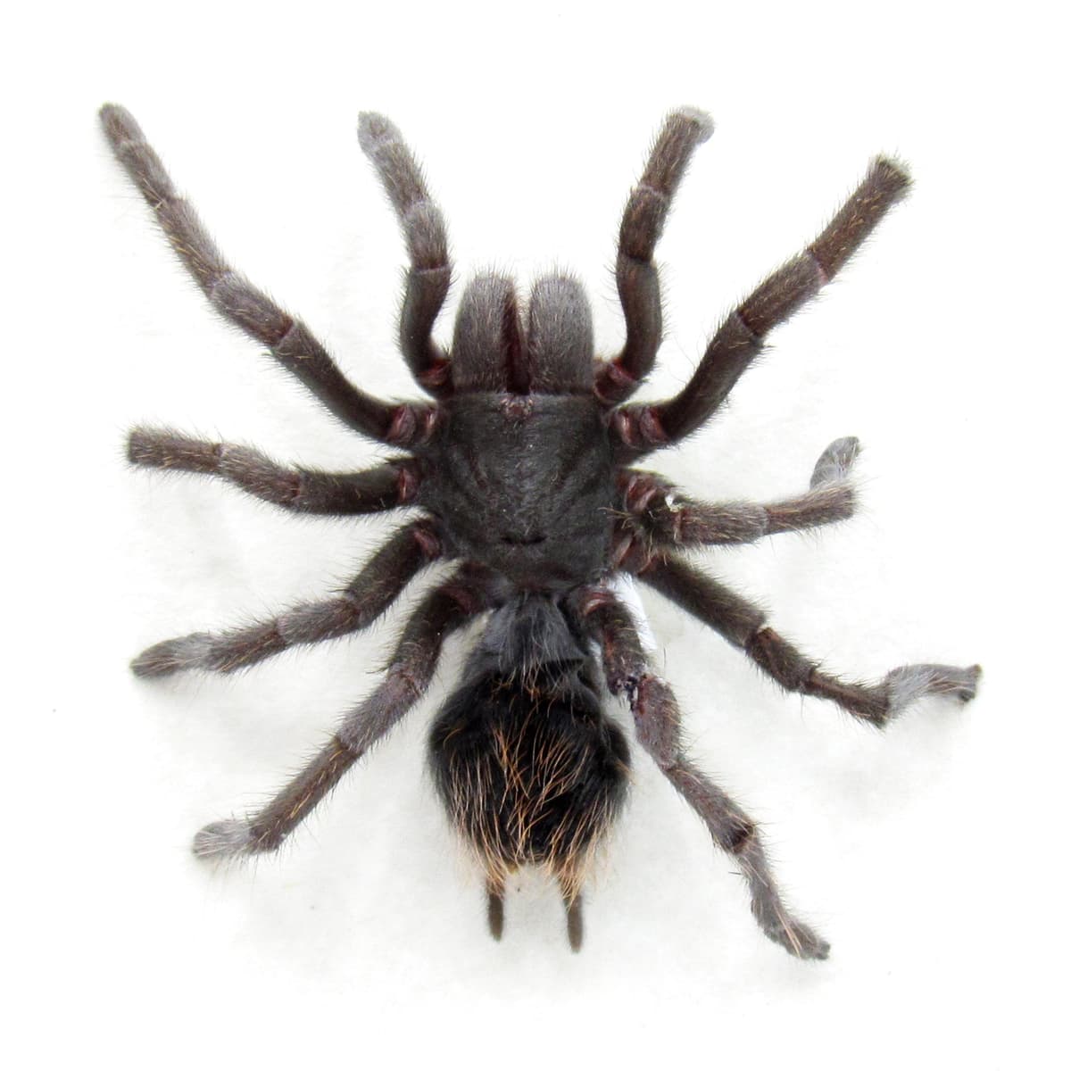 Real Grand Canyon Black Tarantula framed taxidermy - Aphonopelma marxi